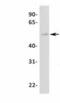 Transcription Factor CP2 Like 1 antibody, PA1-24398, Invitrogen Antibodies, Western Blot image 