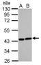 Heme Oxygenase 2 antibody, PA5-28334, Invitrogen Antibodies, Western Blot image 