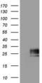 Adiponectin, C1Q And Collagen Domain Containing antibody, LS-C790322, Lifespan Biosciences, Western Blot image 