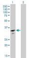 RNA Binding Motif Protein 11 antibody, H00054033-B01P, Novus Biologicals, Western Blot image 