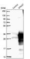 Sperm Associated Antigen 7 antibody, NBP1-90261, Novus Biologicals, Western Blot image 