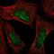 Ataxin 3 antibody, NBP2-56452, Novus Biologicals, Immunofluorescence image 