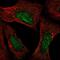 Mjd antibody, NBP2-56452, Novus Biologicals, Immunofluorescence image 