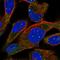 Tripeptidyl Peptidase 2 antibody, HPA049630, Atlas Antibodies, Immunofluorescence image 