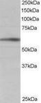 BAI1 Associated Protein 2 antibody, PA1-31237, Invitrogen Antibodies, Western Blot image 
