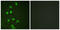 DNA Damage Inducible Transcript 3 antibody, LS-C117859, Lifespan Biosciences, Immunofluorescence image 