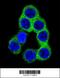 Ephrin B2 antibody, 55-964, ProSci, Immunofluorescence image 