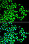 AlkB Homolog 1, Histone H2A Dioxygenase antibody, LS-C749093, Lifespan Biosciences, Immunofluorescence image 