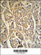 Dermcidin antibody, 62-426, ProSci, Immunohistochemistry paraffin image 
