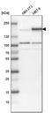 EGFR antibody, HPA018530, Atlas Antibodies, Western Blot image 