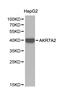 Aldo-Keto Reductase Family 7 Member A2 antibody, PA5-76002, Invitrogen Antibodies, Western Blot image 