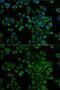 Purinergic Receptor P2Y2 antibody, GTX64464, GeneTex, Immunofluorescence image 