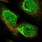 Tetratricopeptide Repeat Domain 32 antibody, NBP1-86295, Novus Biologicals, Immunofluorescence image 