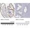 Muscleblind-like protein 3 antibody, NBP1-85635, Novus Biologicals, Immunohistochemistry paraffin image 