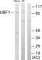 Autoantigen NOR-90 antibody, LS-B8404, Lifespan Biosciences, Western Blot image 