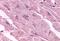 Cholinergic Receptor Muscarinic 3 antibody, MBS244310, MyBioSource, Immunohistochemistry paraffin image 