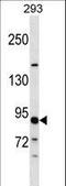 Tubulin Gamma Complex Associated Protein 3 antibody, LS-C160339, Lifespan Biosciences, Western Blot image 