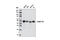 Nuclear Receptor Subfamily 2 Group F Member 1 antibody, 6364S, Cell Signaling Technology, Western Blot image 