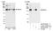 SR-Related CTD Associated Factor 8 antibody, NB100-55329, Novus Biologicals, Western Blot image 