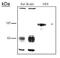 Cell Adhesion Molecule 1 antibody, PA3-16744, Invitrogen Antibodies, Western Blot image 