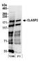 CLIP-associating protein 2 antibody, A302-155A, Bethyl Labs, Western Blot image 
