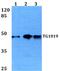 Oxoeicosanoid receptor 1 antibody, PA5-75410, Invitrogen Antibodies, Western Blot image 