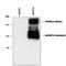 Glutamate Metabotropic Receptor 1 antibody, PPS077, R&D Systems, Western Blot image 