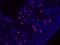 Solute Carrier Family 12 Member 1 antibody, 18970-1-AP, Proteintech Group, Immunofluorescence image 