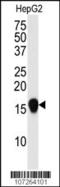 Small Ubiquitin Like Modifier 4 antibody, 56-567, ProSci, Western Blot image 