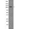 Ankyrin Repeat Domain 28 antibody, abx148198, Abbexa, Western Blot image 