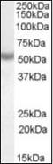 NOVA Alternative Splicing Regulator 1 antibody, orb88787, Biorbyt, Western Blot image 