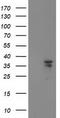 Cyclin Dependent Kinase 2 antibody, LS-C337349, Lifespan Biosciences, Western Blot image 
