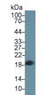 Complexin 2 antibody, LS-C293501, Lifespan Biosciences, Western Blot image 