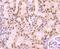 Histone Cluster 4 H4 antibody, NBP2-67297, Novus Biologicals, Immunohistochemistry paraffin image 