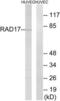 RAD17 Checkpoint Clamp Loader Component antibody, LS-C117577, Lifespan Biosciences, Western Blot image 