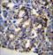 Twinkle protein, mitochondrial antibody, LS-C156913, Lifespan Biosciences, Immunohistochemistry frozen image 