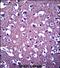 Protocadherin Gamma Subfamily A, 3 antibody, PA5-71834, Invitrogen Antibodies, Immunohistochemistry paraffin image 