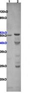 Peroxisome Proliferator Activated Receptor Gamma antibody, orb11291, Biorbyt, Western Blot image 