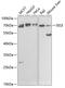 Selectin E antibody, GTX54691, GeneTex, Western Blot image 