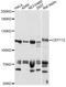 Centrosomal Protein 112 antibody, LS-C749307, Lifespan Biosciences, Western Blot image 