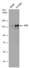 AXL Receptor Tyrosine Kinase antibody, GTX132386, GeneTex, Western Blot image 