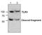 Toll Like Receptor 9 antibody, GTX59899, GeneTex, Western Blot image 
