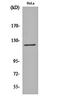 Atrophin 1 antibody, orb160069, Biorbyt, Western Blot image 