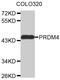 PR/SET Domain 4 antibody, MBS126528, MyBioSource, Western Blot image 