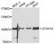 Zinc Finger CCCH-Type Containing 14 antibody, STJ112401, St John