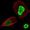 Homeobox B13 antibody, PA5-64197, Invitrogen Antibodies, Immunofluorescence image 