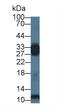 Phosphoglycerate Mutase 2 antibody, LS-C374188, Lifespan Biosciences, Western Blot image 