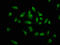 Mohawk Homeobox antibody, LS-C674339, Lifespan Biosciences, Immunofluorescence image 