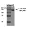 Neuronal Cell Adhesion Molecule antibody, 56581, QED Bioscience, Western Blot image 