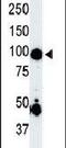 Mitogen-Activated Protein Kinase Kinase Kinase Kinase 2 antibody, PA5-13817, Invitrogen Antibodies, Western Blot image 